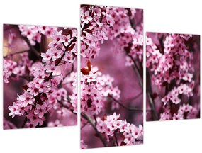 Obraz - Ružová sakura (90x60 cm)