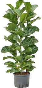 Ficus lyrata bambino 3pp pots. 25/19 v. 110 cm
