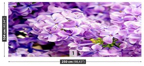 Fototapeta Vliesová Fialové kvety 152x104 cm