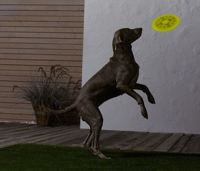 Lietajúci tanier pre psy