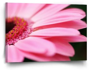 Sablio Obraz Ružová gerbera - 90x60 cm