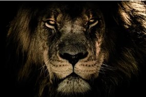 Obraz na plátne V očiach leva, 118x78 cm%