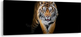 Obraz - Tiger (120x50 cm)