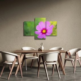 Obraz - lúčna kvetina (90x60 cm)