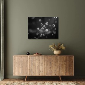 Obraz - Cottongrass na lúke (70x50 cm)