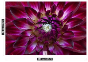 Fototapeta Vliesová Aster fialový 416x254 cm