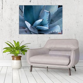 Obraz - Agáve (90x60 cm)