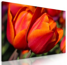 Obraz prekrásne oranžové tulipány