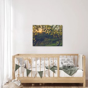 Obraz - Vinice (70x50 cm)