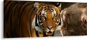 Obraz tigra (120x50 cm)