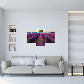 Obraz - Levanduľové pole (90x60 cm)