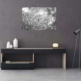 Obraz - Béžová soft grass N⁰1 (90x60 cm)