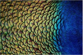Obraz - Pávie perie (90x60 cm)
