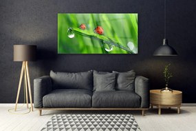 Obraz plexi Lienka tráva kvapky 120x60 cm