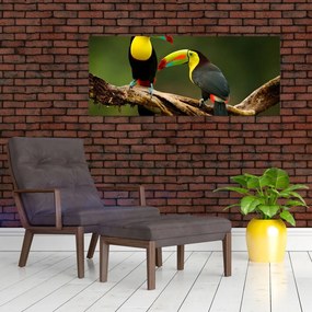 Obraz sediacich tukanov, Costa Rica (120x50 cm)