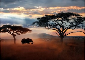 Obraz - Národný park Serengeti, Tanzánia, Afrika (70x50 cm)