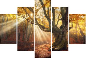 Obraz - Jesenný svit (150x105 cm)