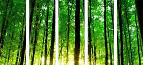 5-dielny obraz svieži zelený les - 200x100