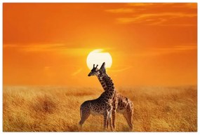 Obraz - Žirafy v národnom parku Serengeti (90x60 cm)