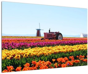 Obraz tulipánové farmy (90x60 cm)