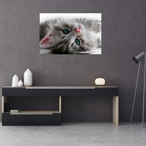 Obraz - Mačka so zelenými očami (90x60 cm)