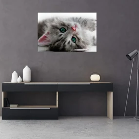 Obraz - Mačka so zelenými očami (90x60 cm)