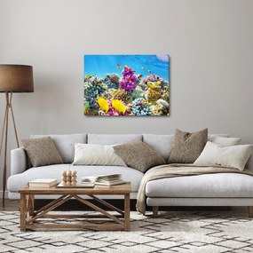 Obraz - Morský svet (70x50 cm)
