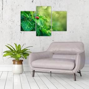 Obraz - Lienka (90x60 cm)