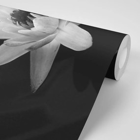 Tapeta tajomný kvet lekna v čiernobielom prevedení