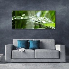 Obraz plexi Tráva rosa kvapky rastlina 125x50 cm