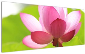 Obraz kvetu Lotusu (120x50 cm)