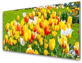 Sklenený obklad Do kuchyne Tulipány kvety príroda 140x70 cm