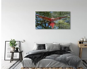 Obraz na akrylátovom skle Ara papagáj 125x50 cm
