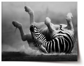 Sablio Plagát Váľajúca sa zebra - 90x60 cm