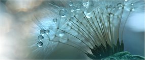 Obraz - Púpava - petrolej (120x50 cm)