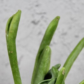 Kalanchoe lady finger baby