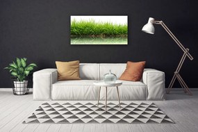 Obraz na plátne Tráva voda príroda rastlina 120x60 cm