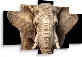 Obraz - Slon africký (150x105 cm)