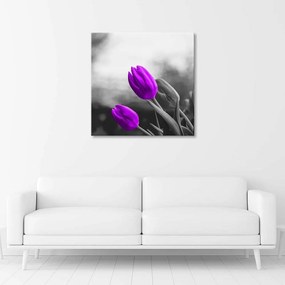 Obraz na plátně Květiny Fialové tulipány - 60x60 cm