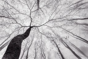 Fotografia A view of the tree crown, Tom Pavlasek, (40 x 26.7 cm)