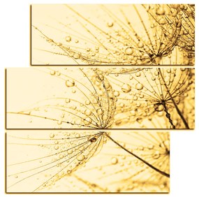 Obraz na plátne - Púpava s kvapkami vody - štvorec 3203FD (105x105 cm)