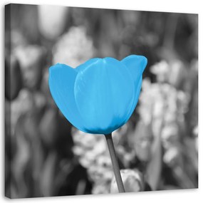Obraz na plátně Tulipánové květiny Modrá - 50x50 cm