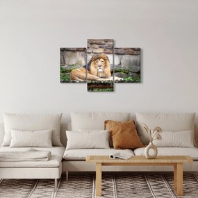 Obraz leva (90x60 cm)