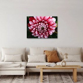 Obraz ružovej Dahlie (70x50 cm)