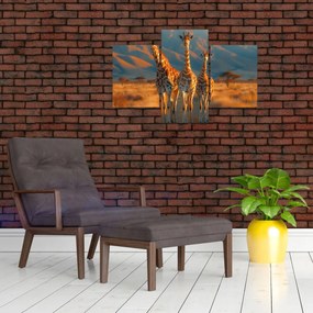 Obraz - Žirafy na pastvine (90x60 cm)