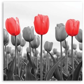 Obraz na plátně Červený tulipán na louce - 40x40 cm