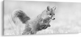 Obraz - Skákajúca líška, čiernobiela (120x50 cm)