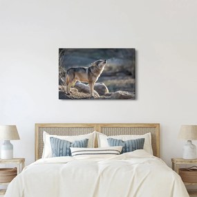 Obraz - Vyjúci vlk (90x60 cm)