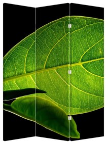 Paraván - Zelený list (126x170 cm)