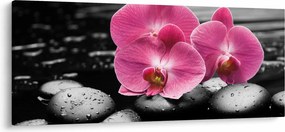 Obraz - Ružové orchidey (120x50 cm)